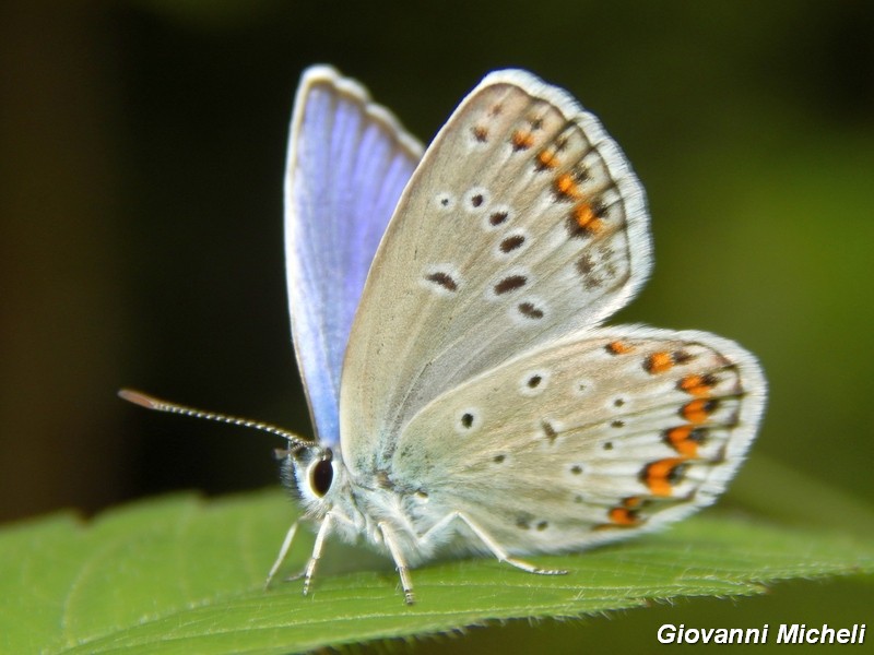 Plebejus argus